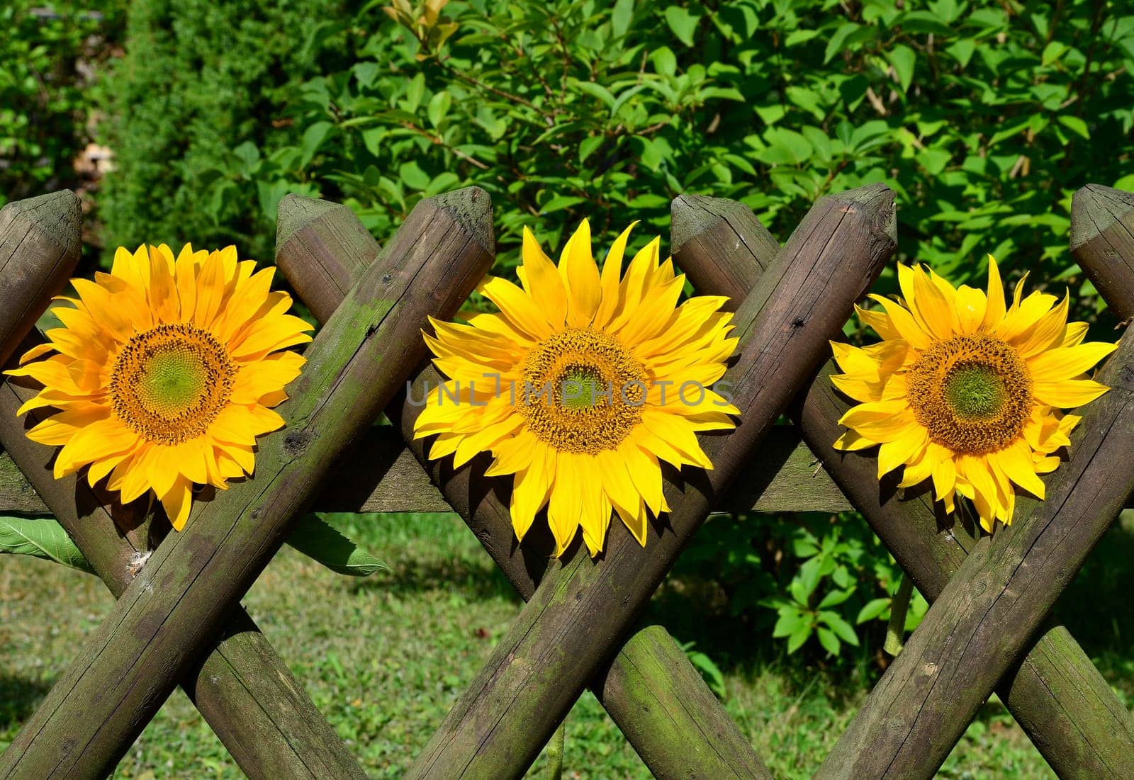 Sunflower Garden Fence Garden