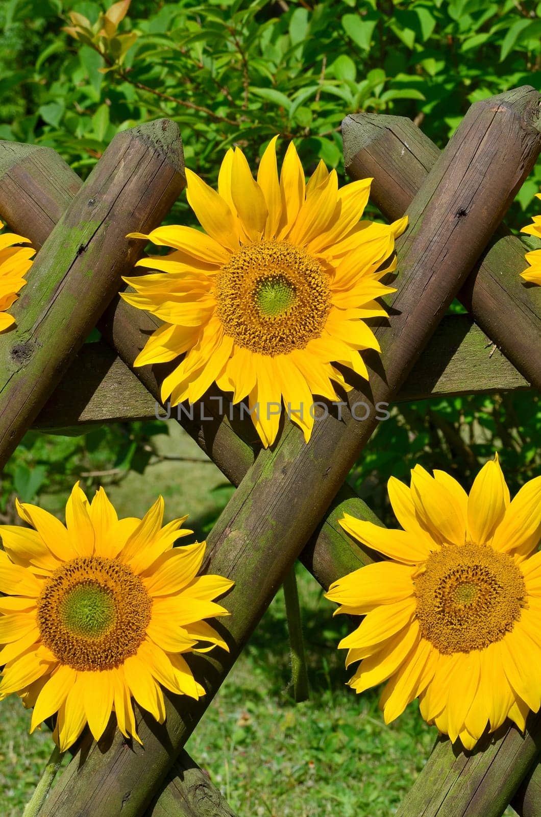 Sunflower Garden Fence Garden
