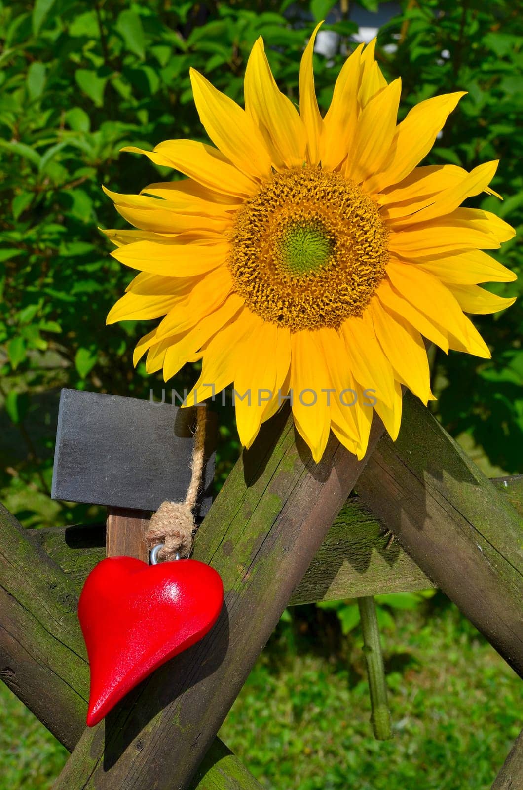 Sunflower Garden Fence Garden
