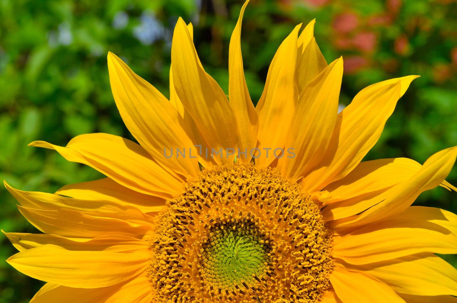 Sunflower Garden Fence Garden