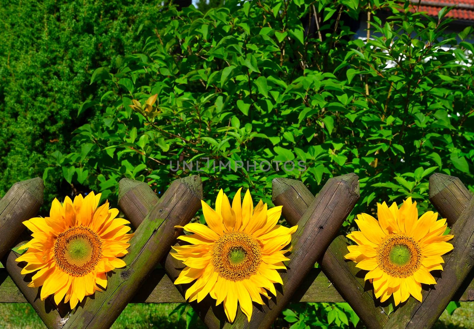 Sunflower Garden Fence Garden