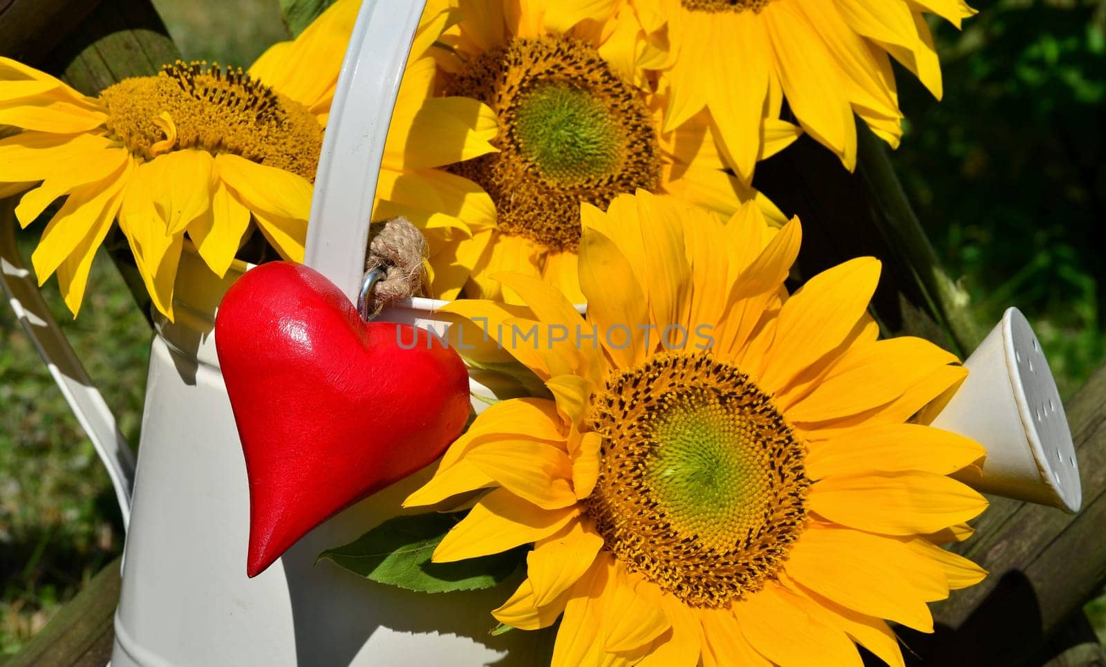 Sunflower Heart Love