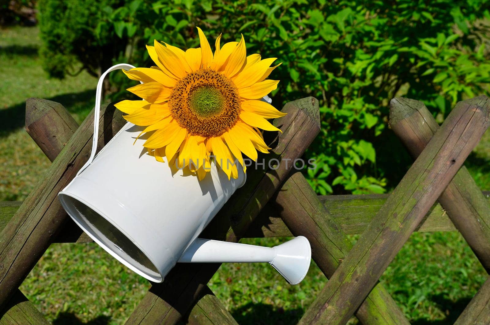 Sunflower Garden Fence Garden