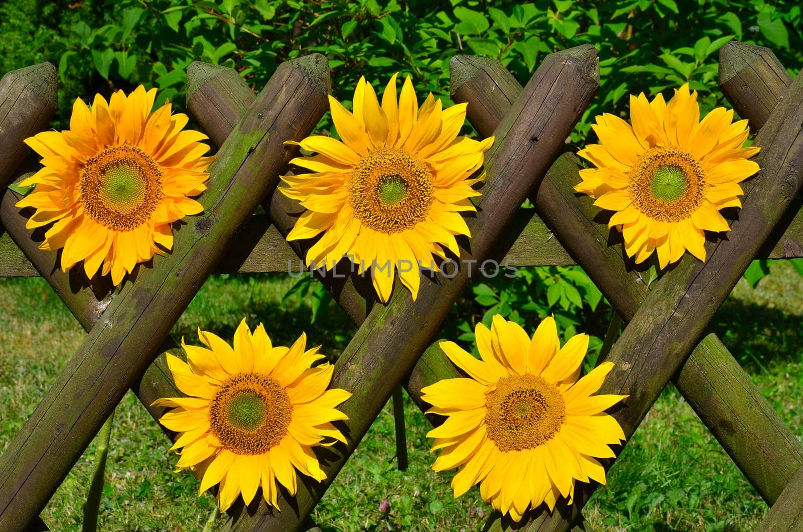 Sunflower Garden Fence Garden