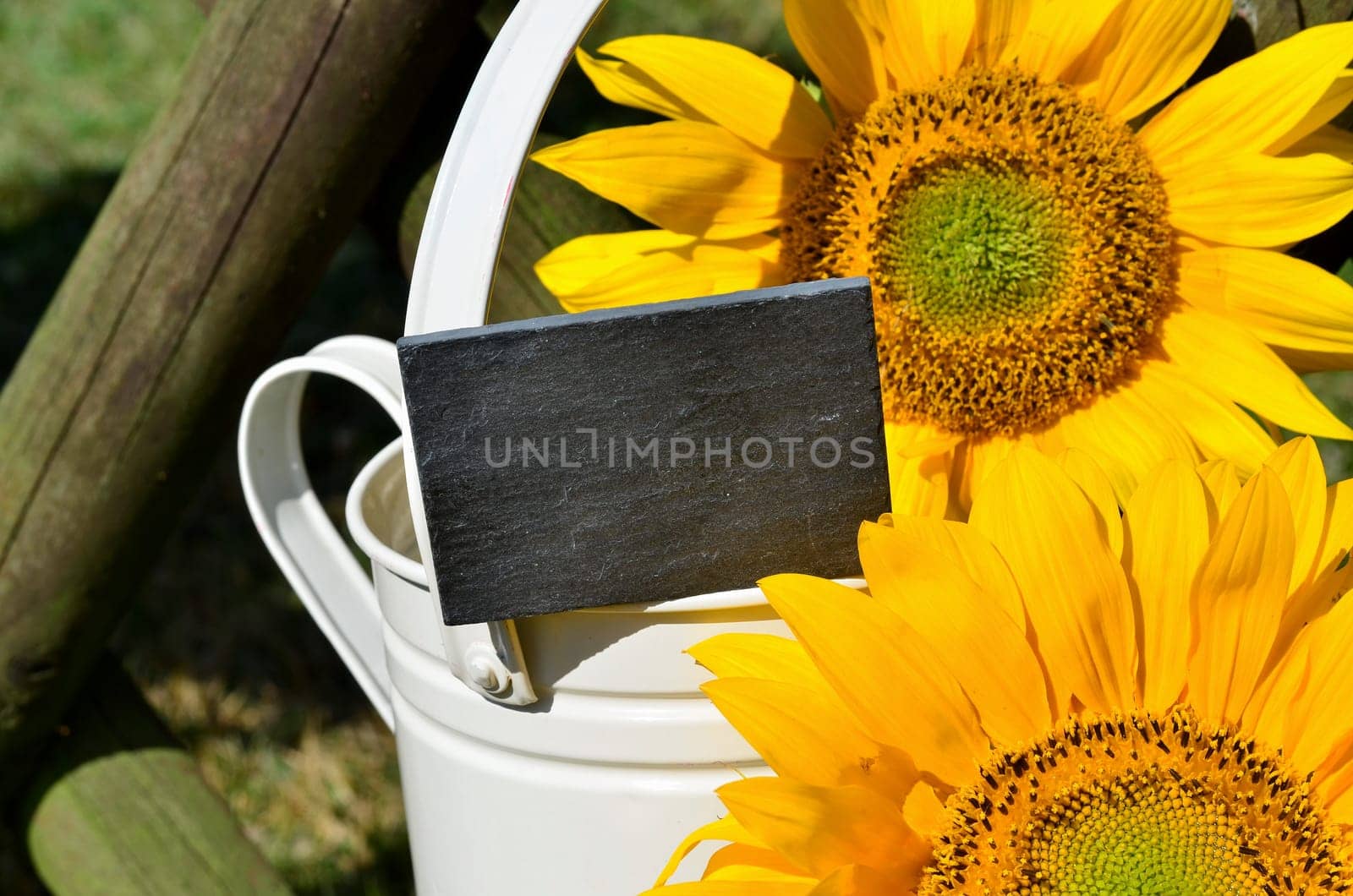 Sunflower Garden Fence Garden