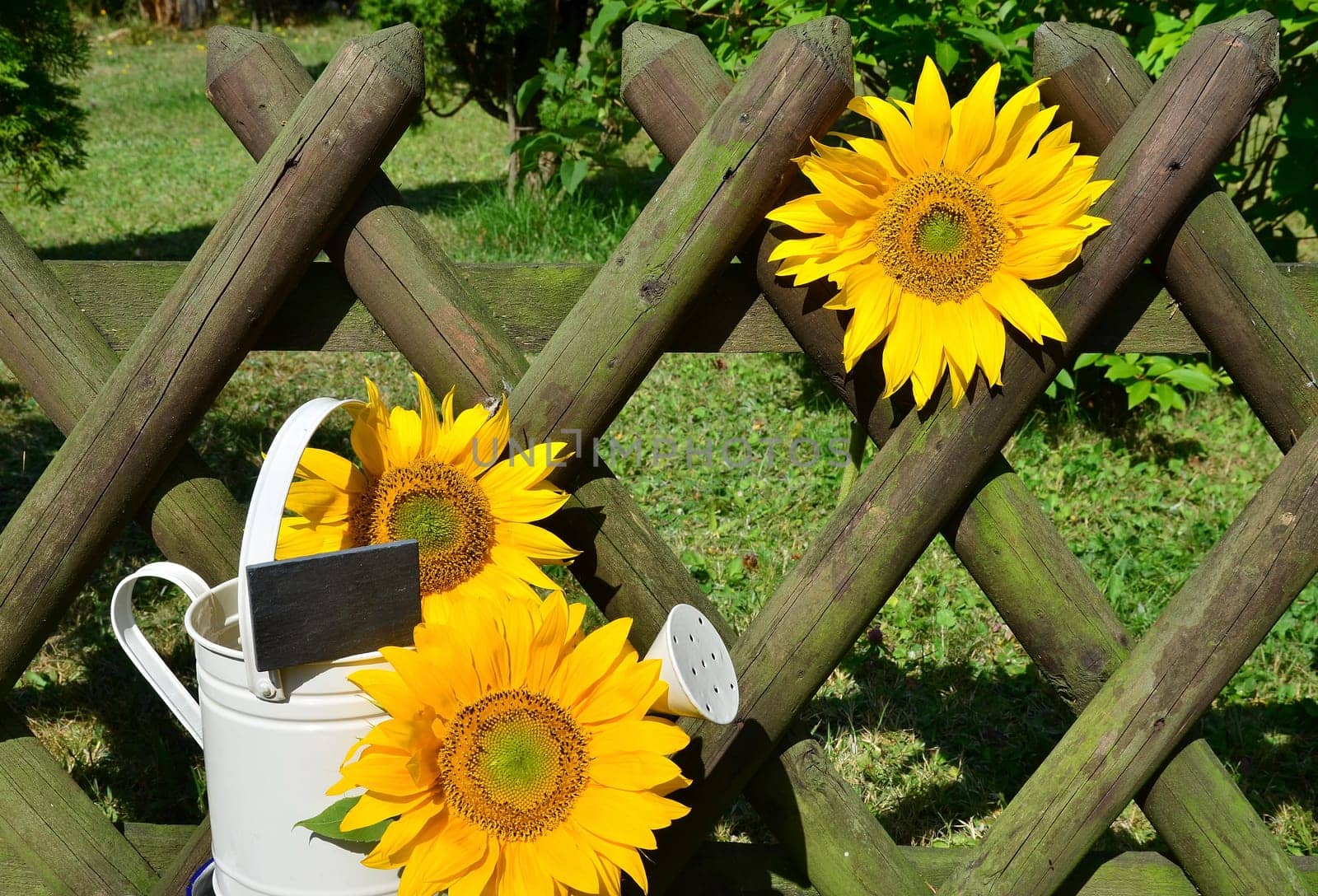 Sunflower Garden Fence Garden