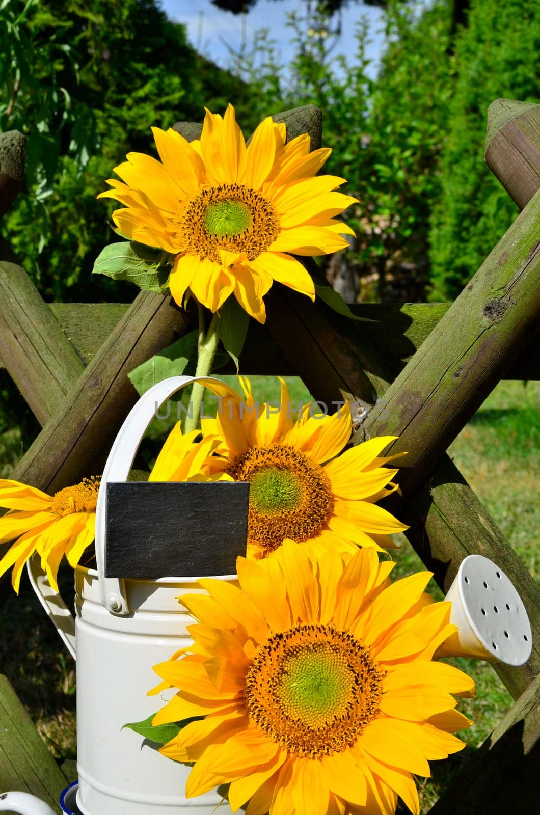 Sunflower Garden Fence Garden