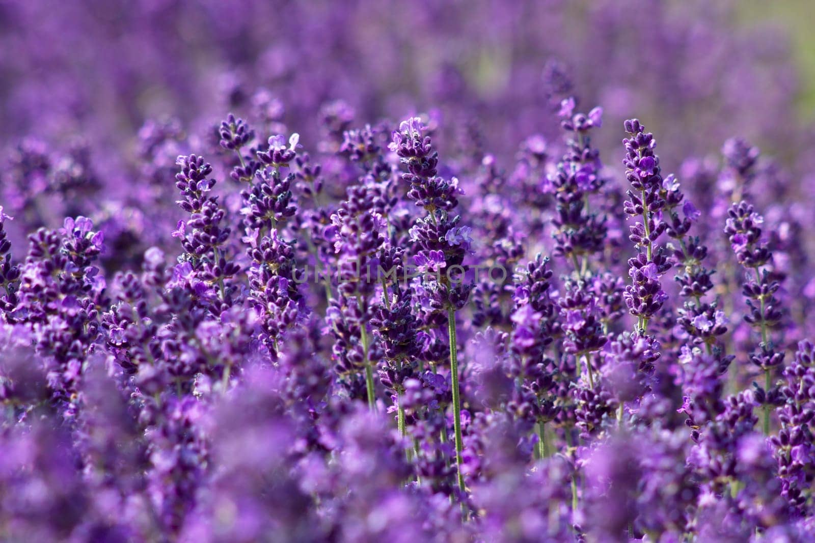 lavender flowers