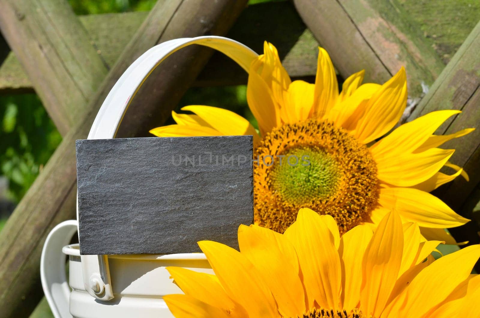 Sunflower Garden Fence Garden