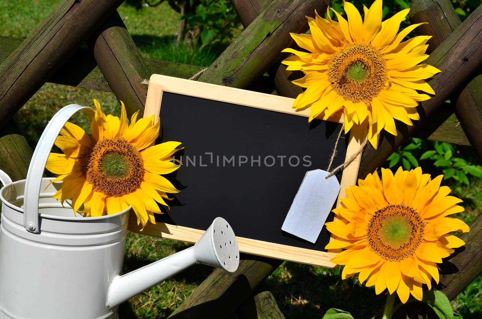 Sunflower Garden Fence Garden