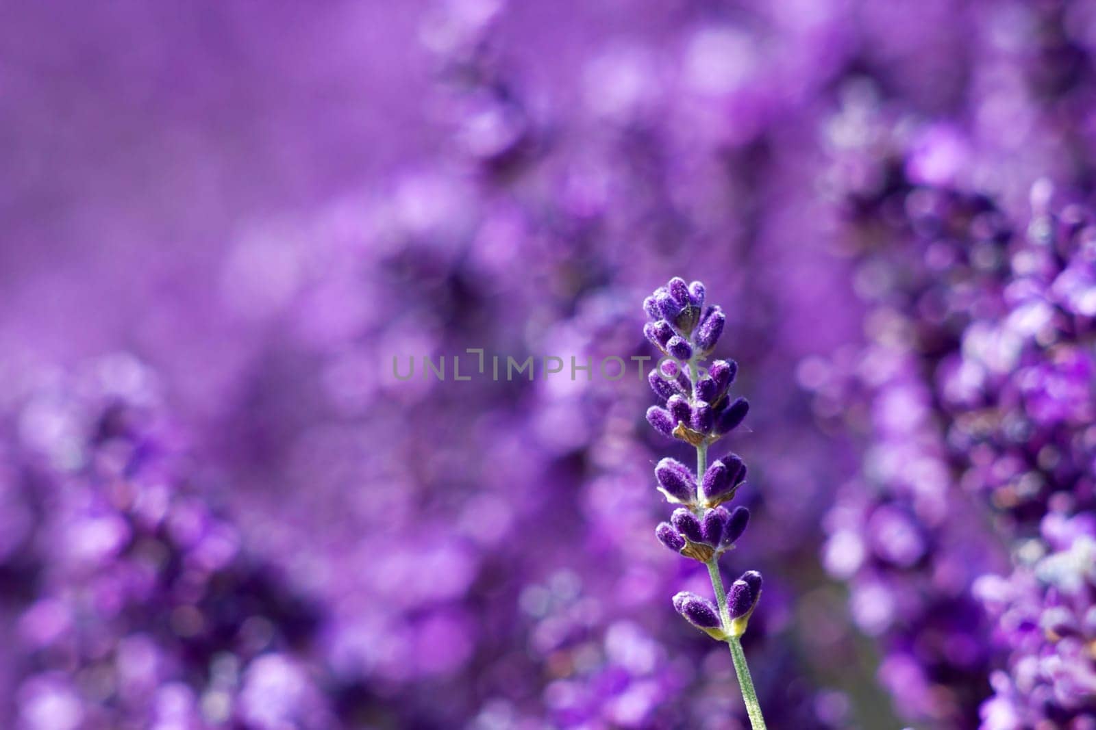 lavender flowers