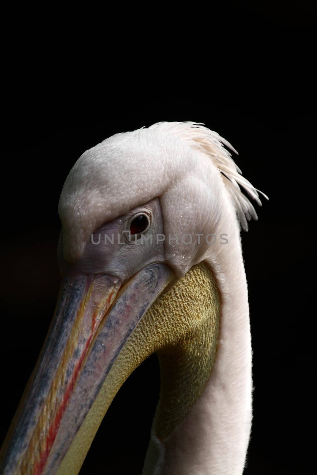 Pelican