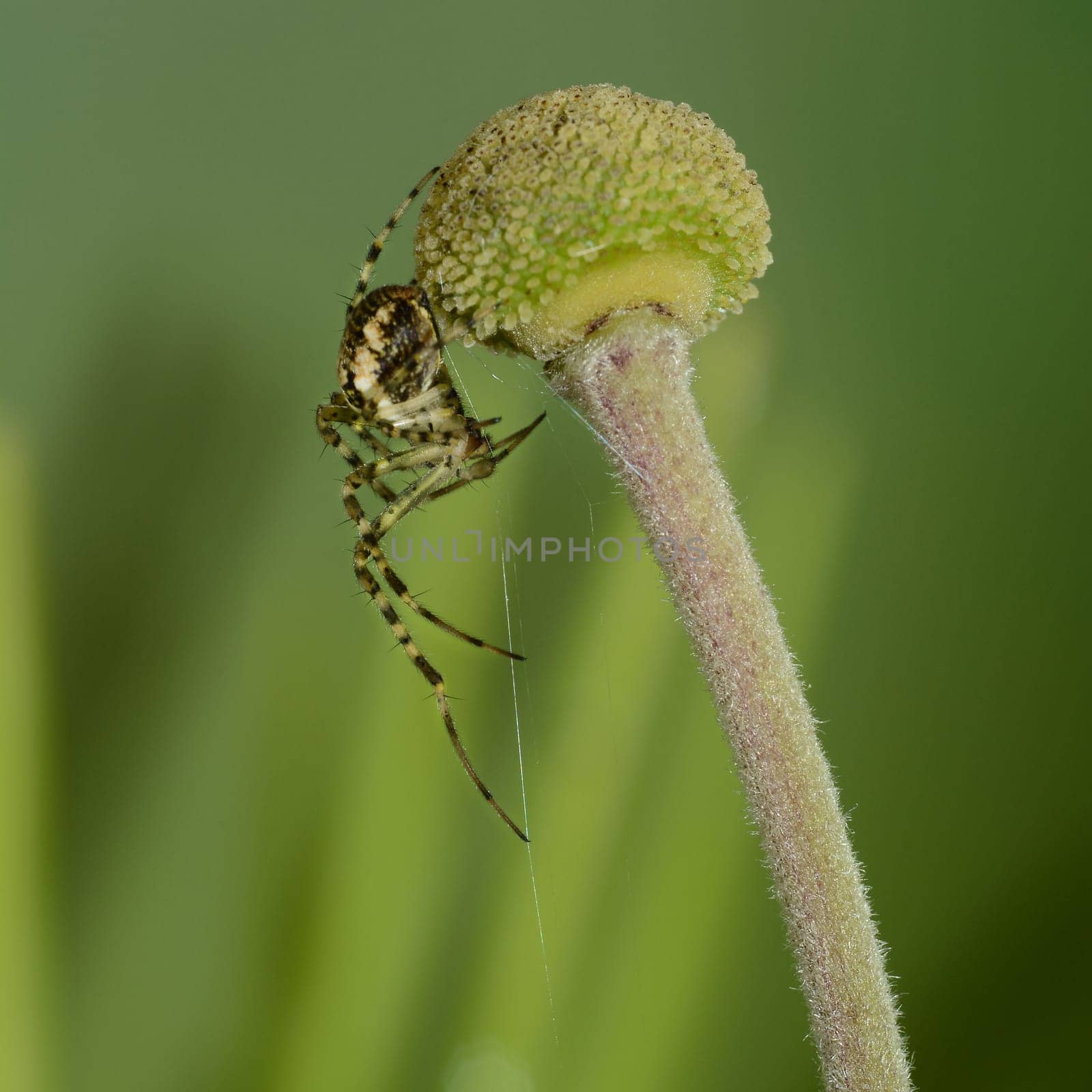 Spider