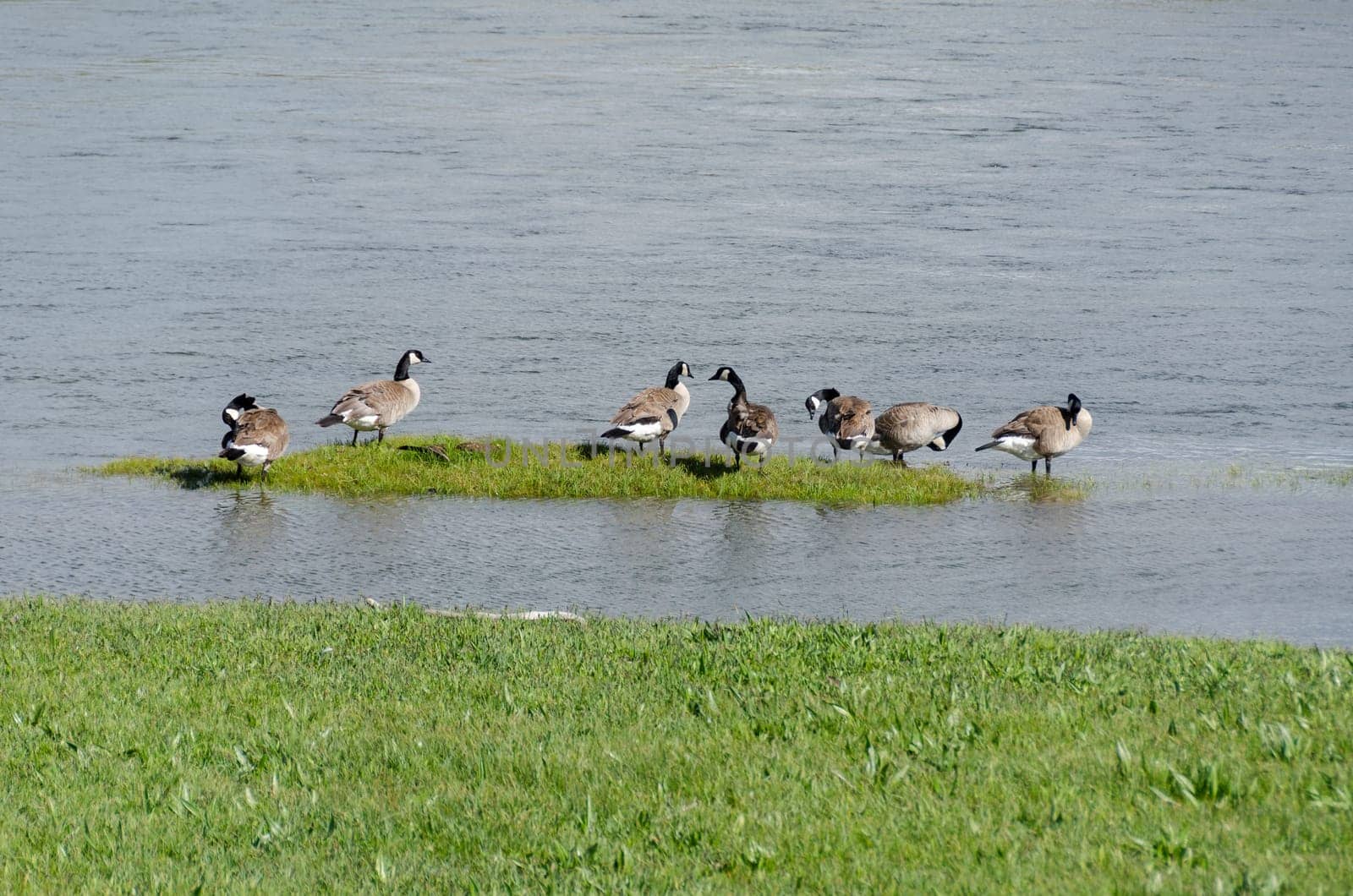 ducks in Yellowstone National Park in Wyoming