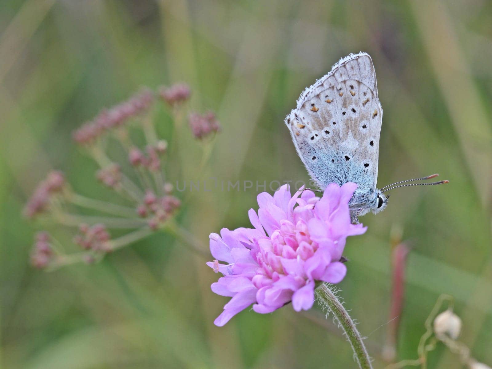 Silver-green blue (Polyommatus coridon) on pigeon scabiosis (Scabiosa columbaria)