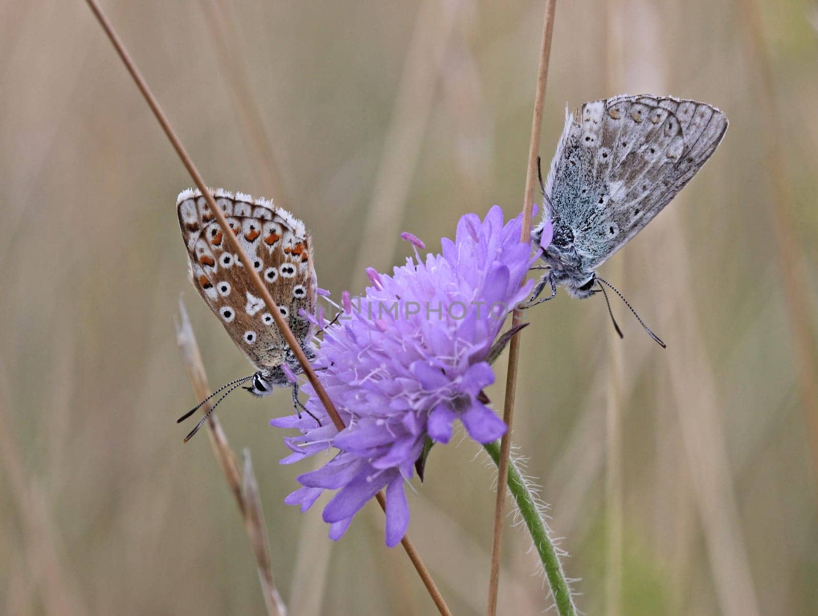 Two silver-green blues (Polyommatus coridon) on field widow flower (Knautia arvensis)