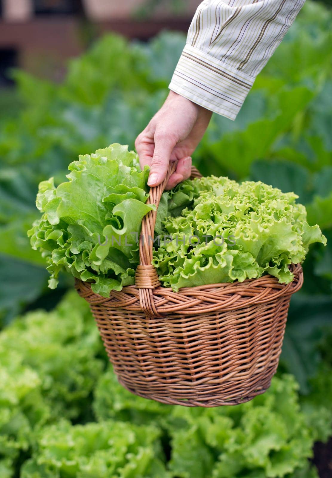 Woman holding basket full of salads close up