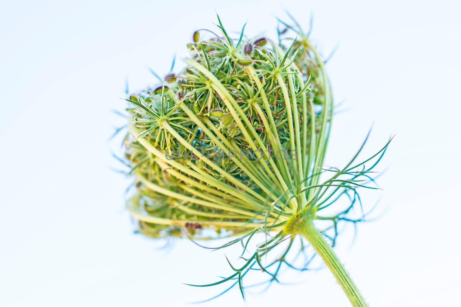 wild carrot