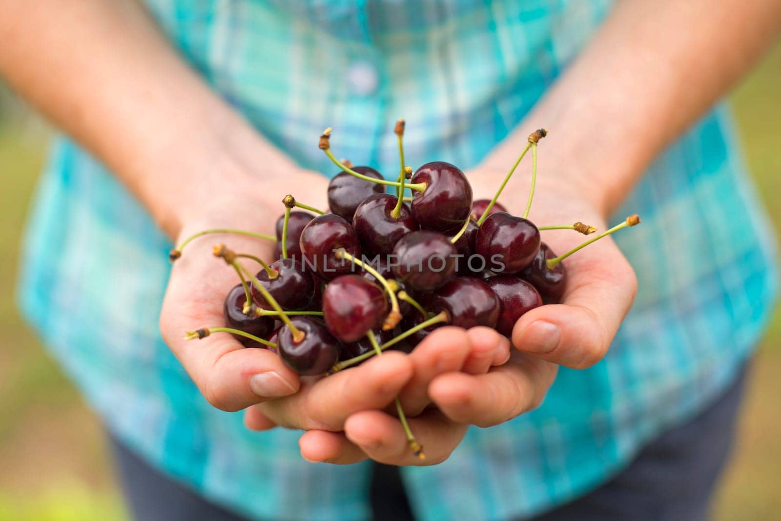 Two hands holding bunch of fresh cherries outdoor