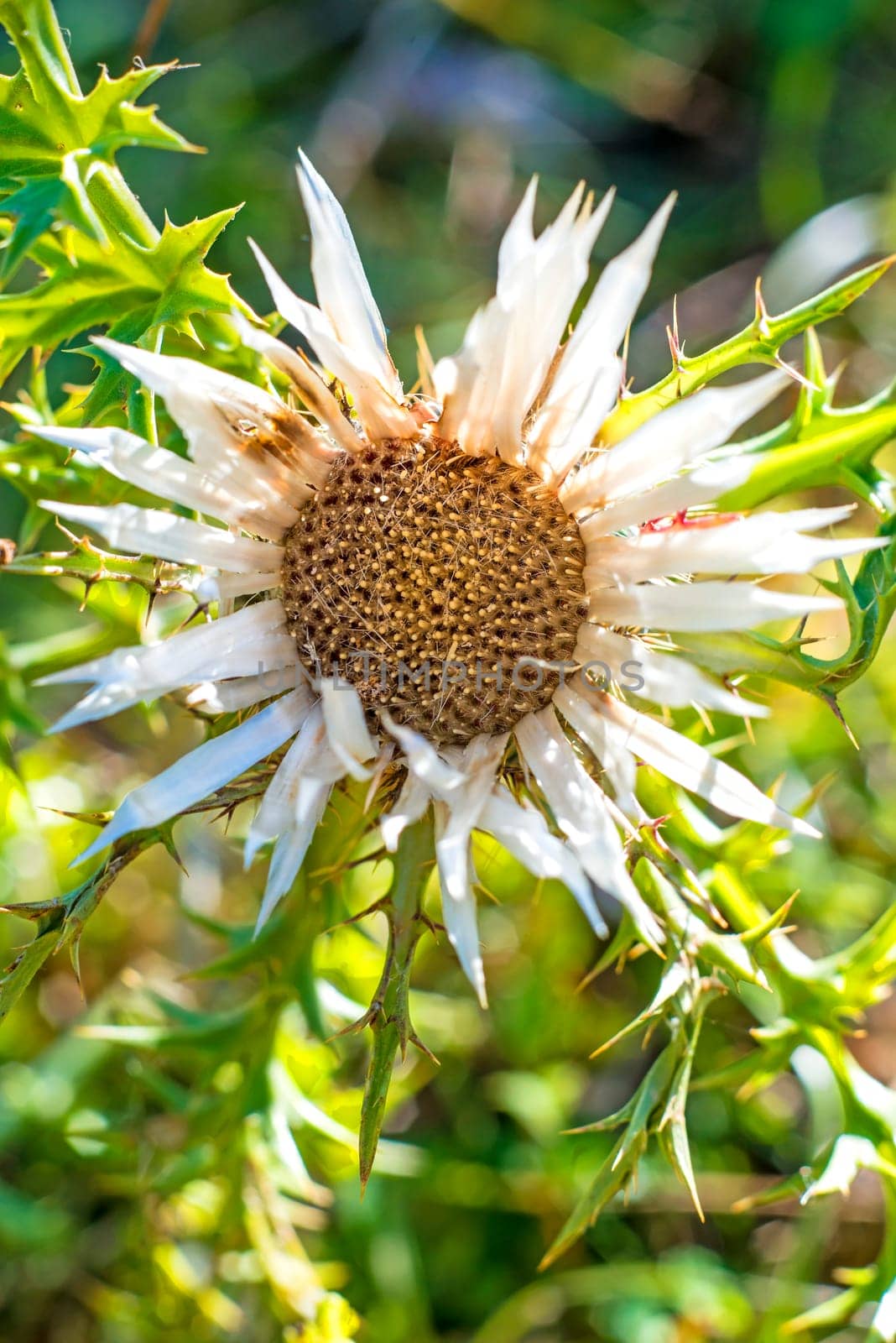 Silver thistle,Carlina acaulis
