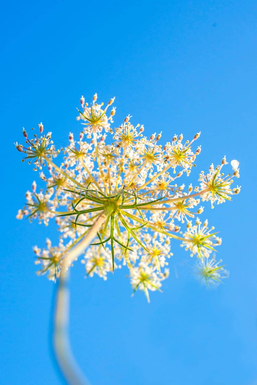 wild carrot