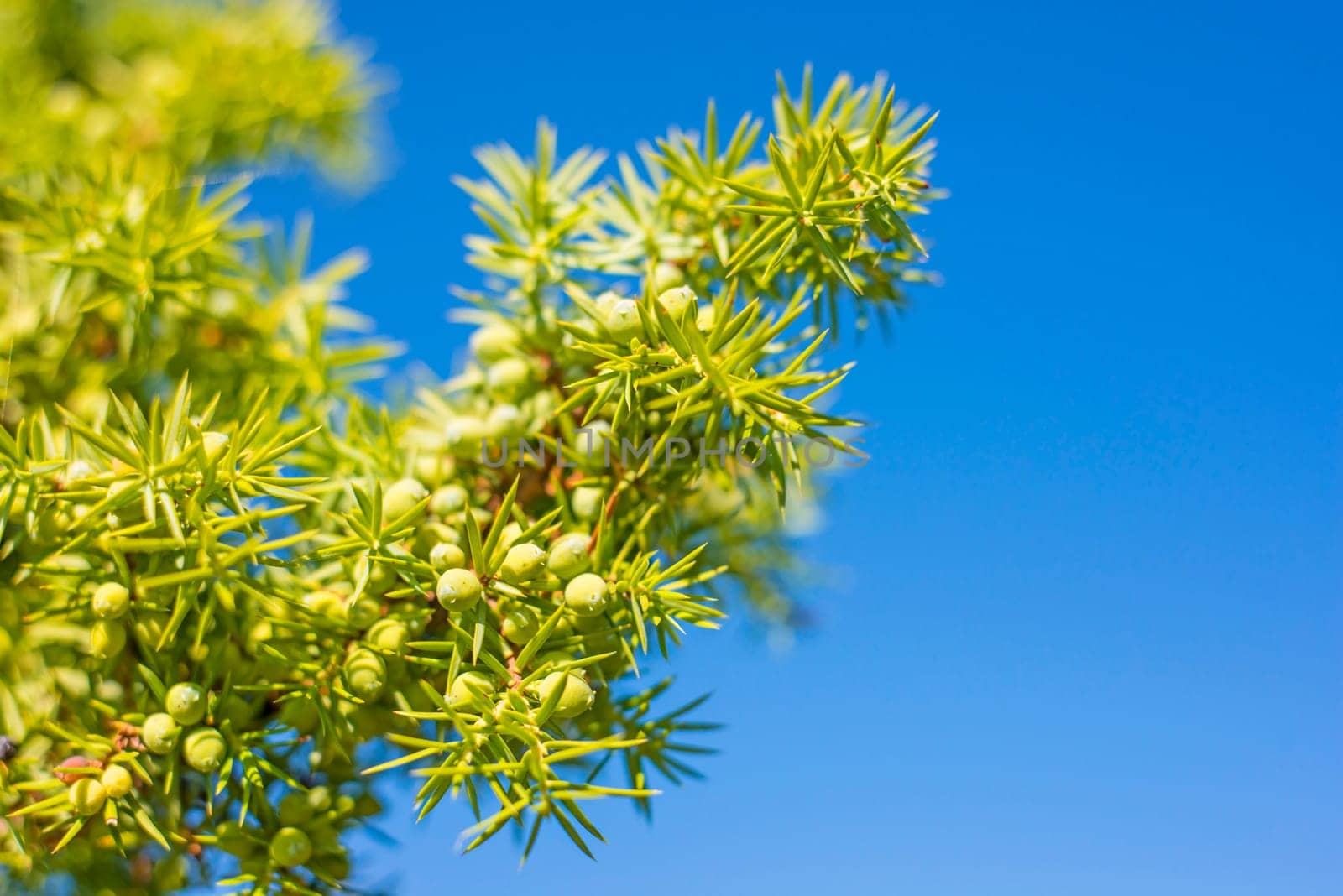 Juniper berries