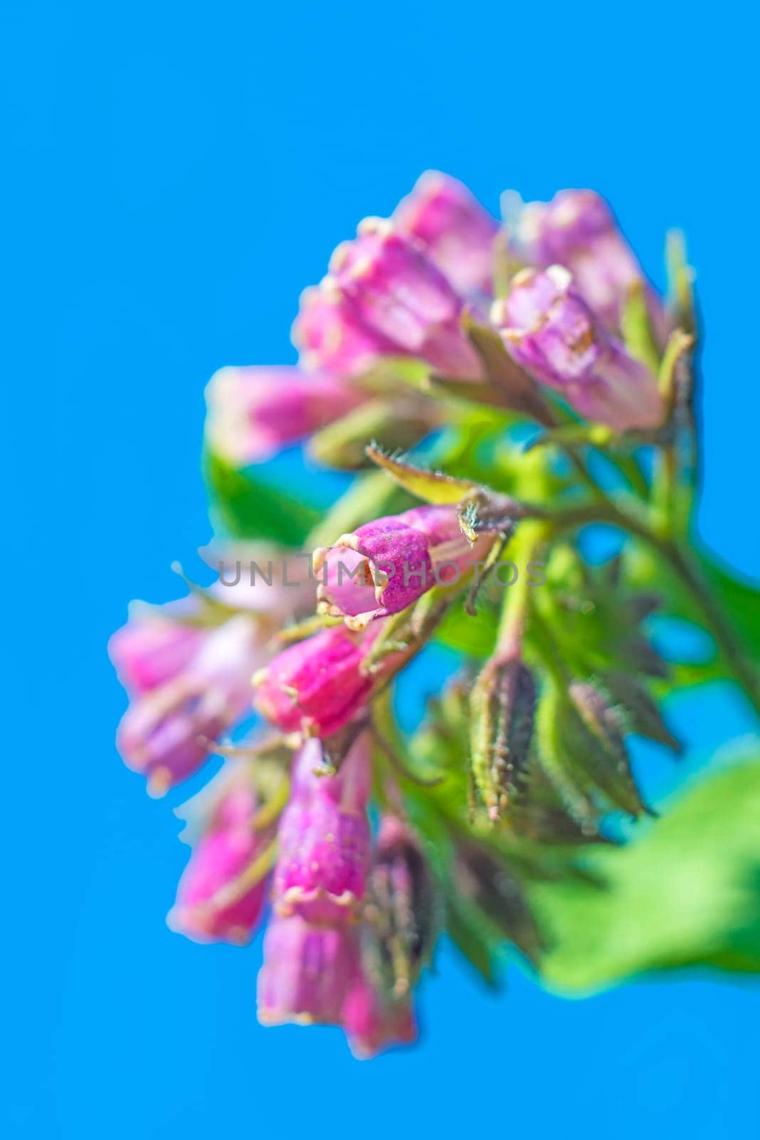 Comfrey,medicinal plant