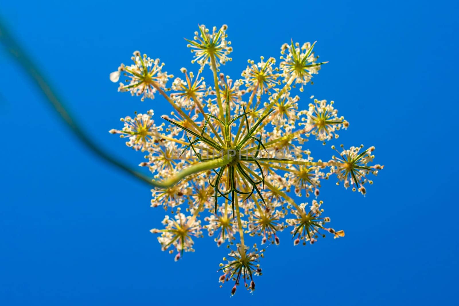 wild carrot