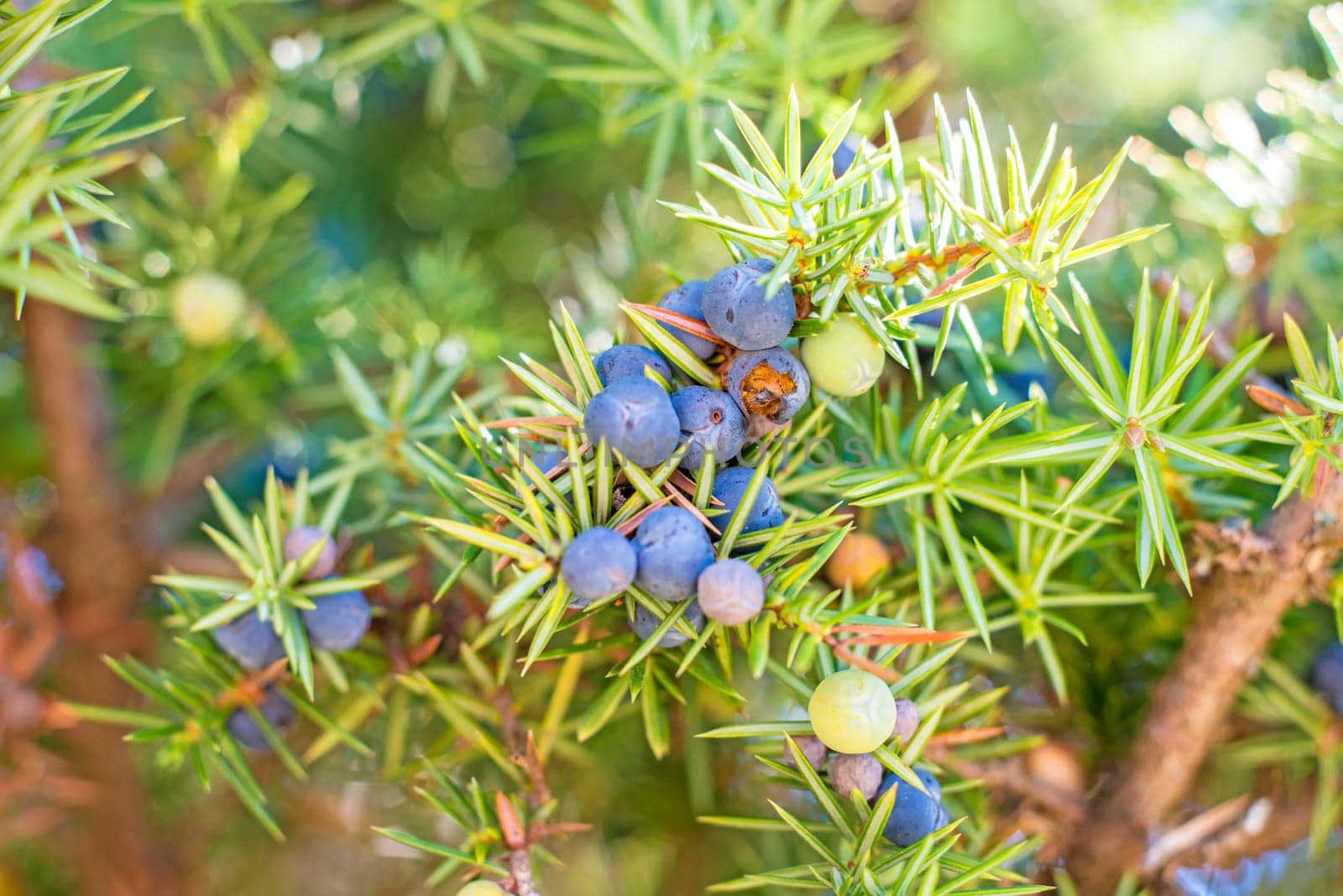 Juniper berries
