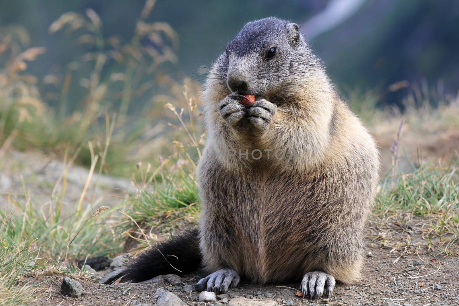 Feeding marmot in the mountains of Austria