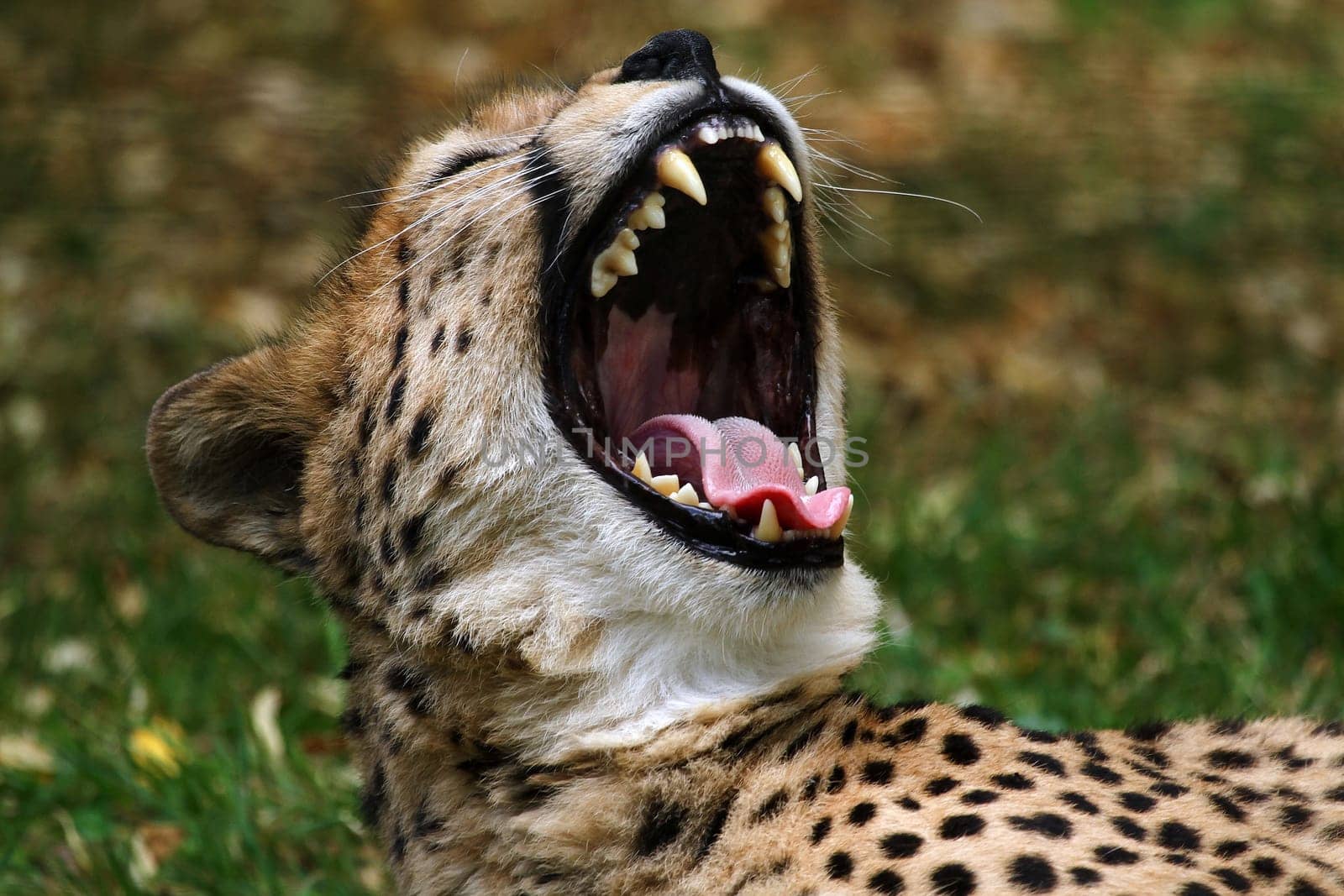 Show teeth III
