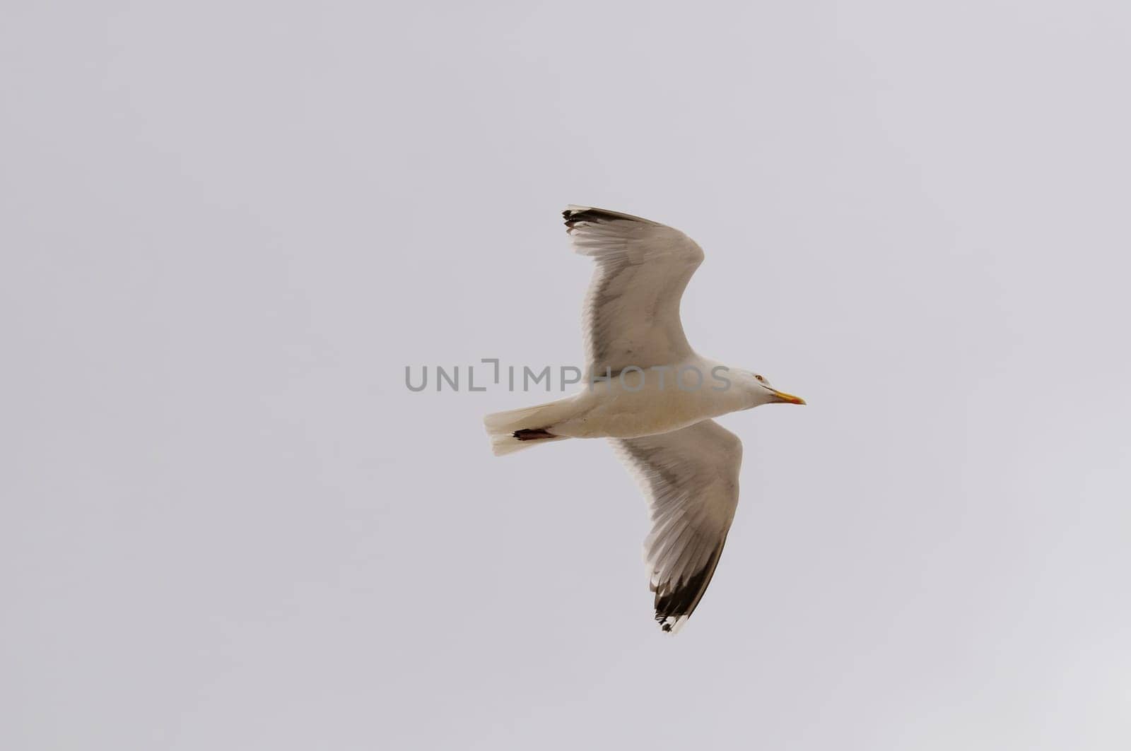 Silver-headed gulls