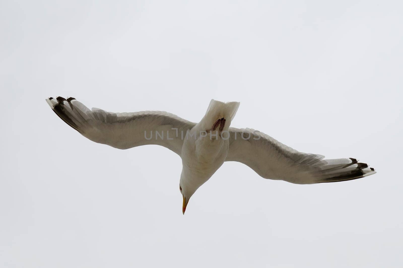 Silver-headed gulls