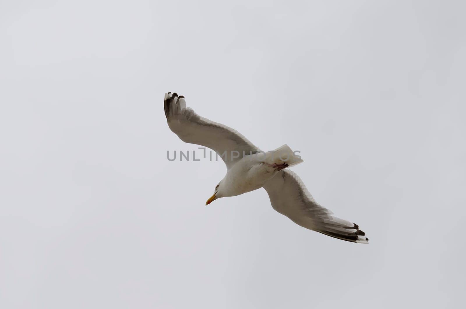 Silver-headed gulls
