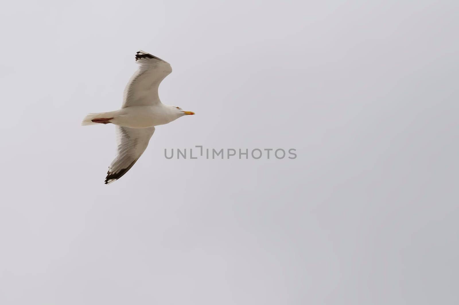 Silver-headed gulls