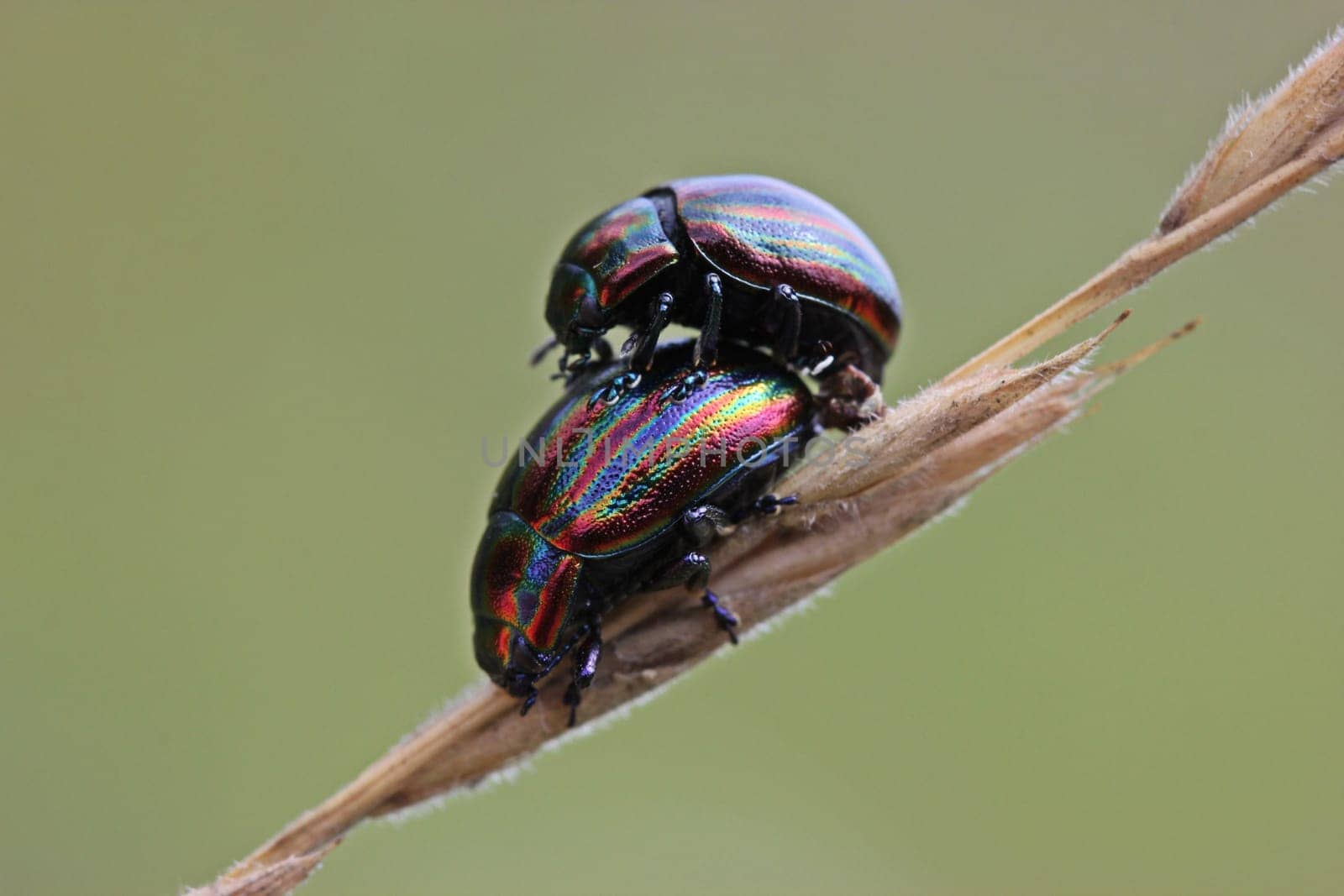 Mating of the rainbow leaf beetle (Chrysolina cerealis)
