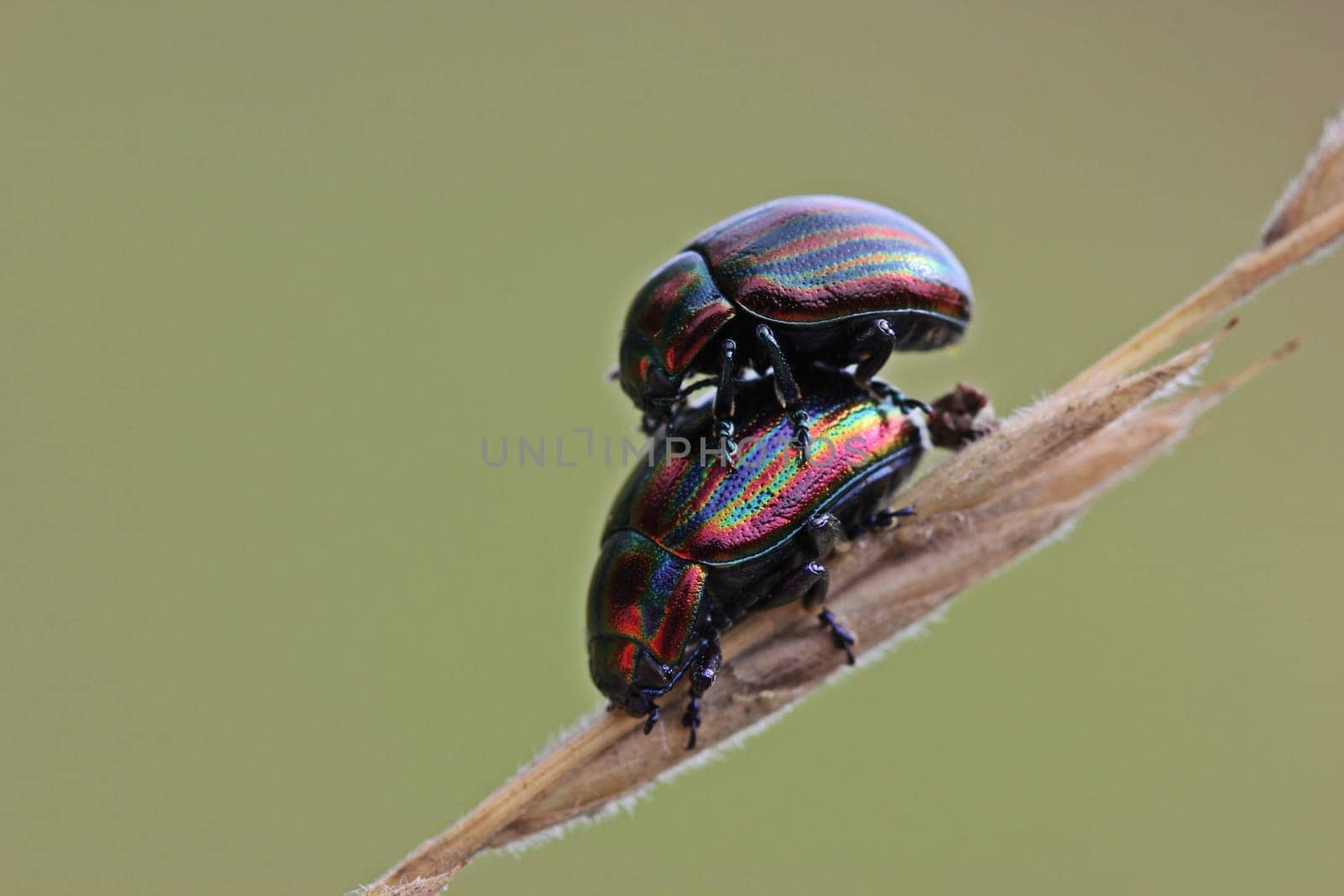 Mating of the rainbow leaf beetle (Chrysolina cerealis)