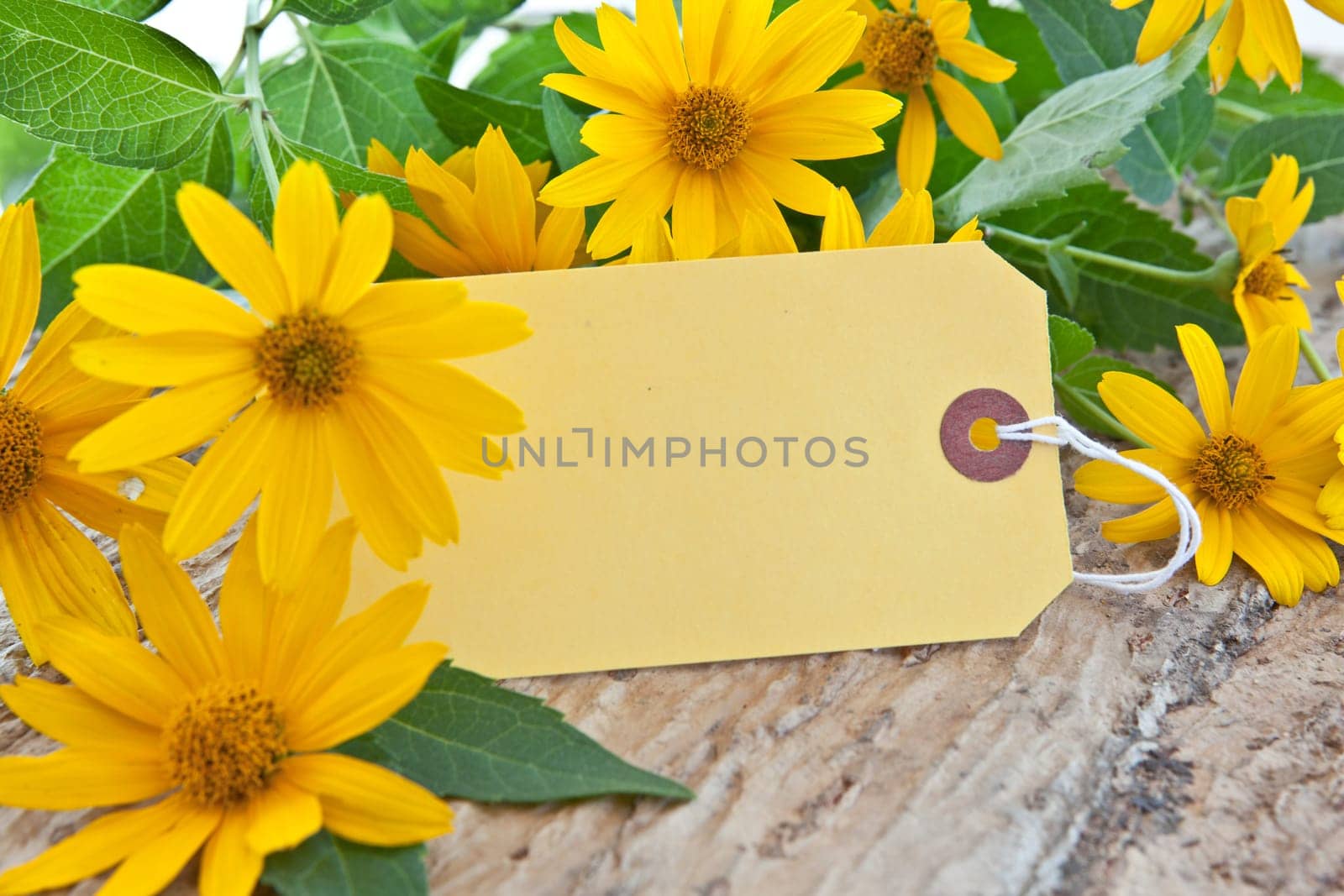 Cardboard trailer with yellow autumn flowers / Common coneflower