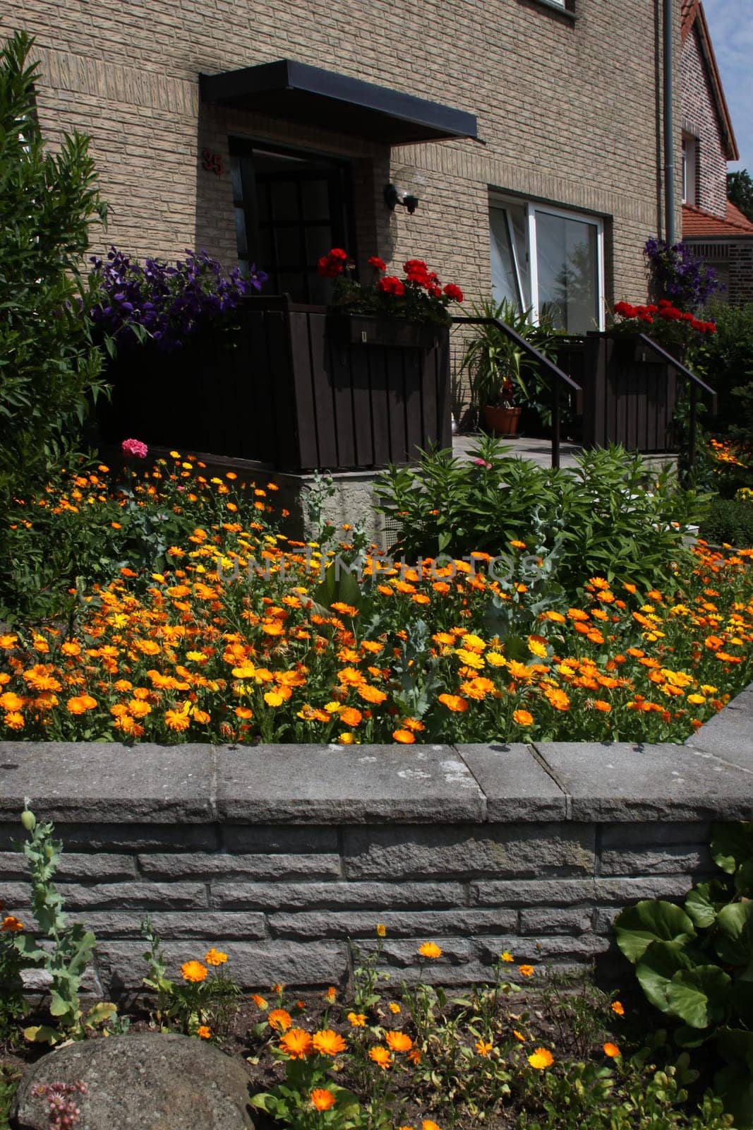 Front garden with marigolds