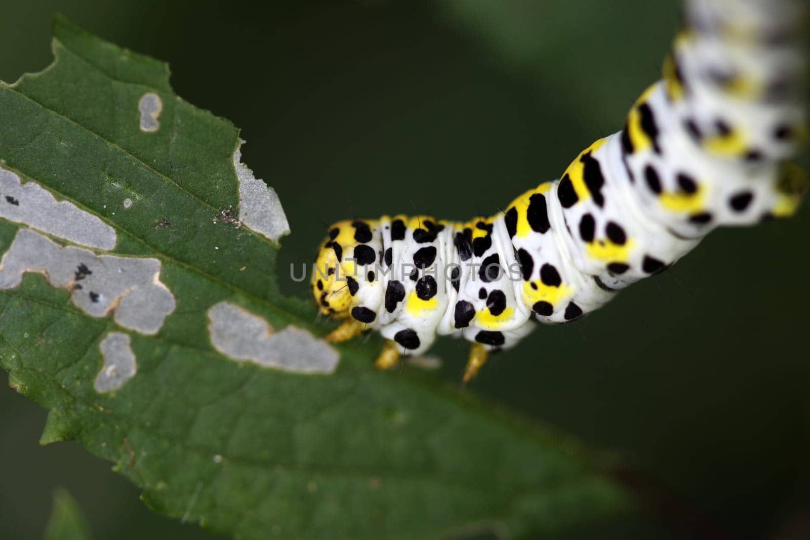 Brownroot monk (caterpillar)
