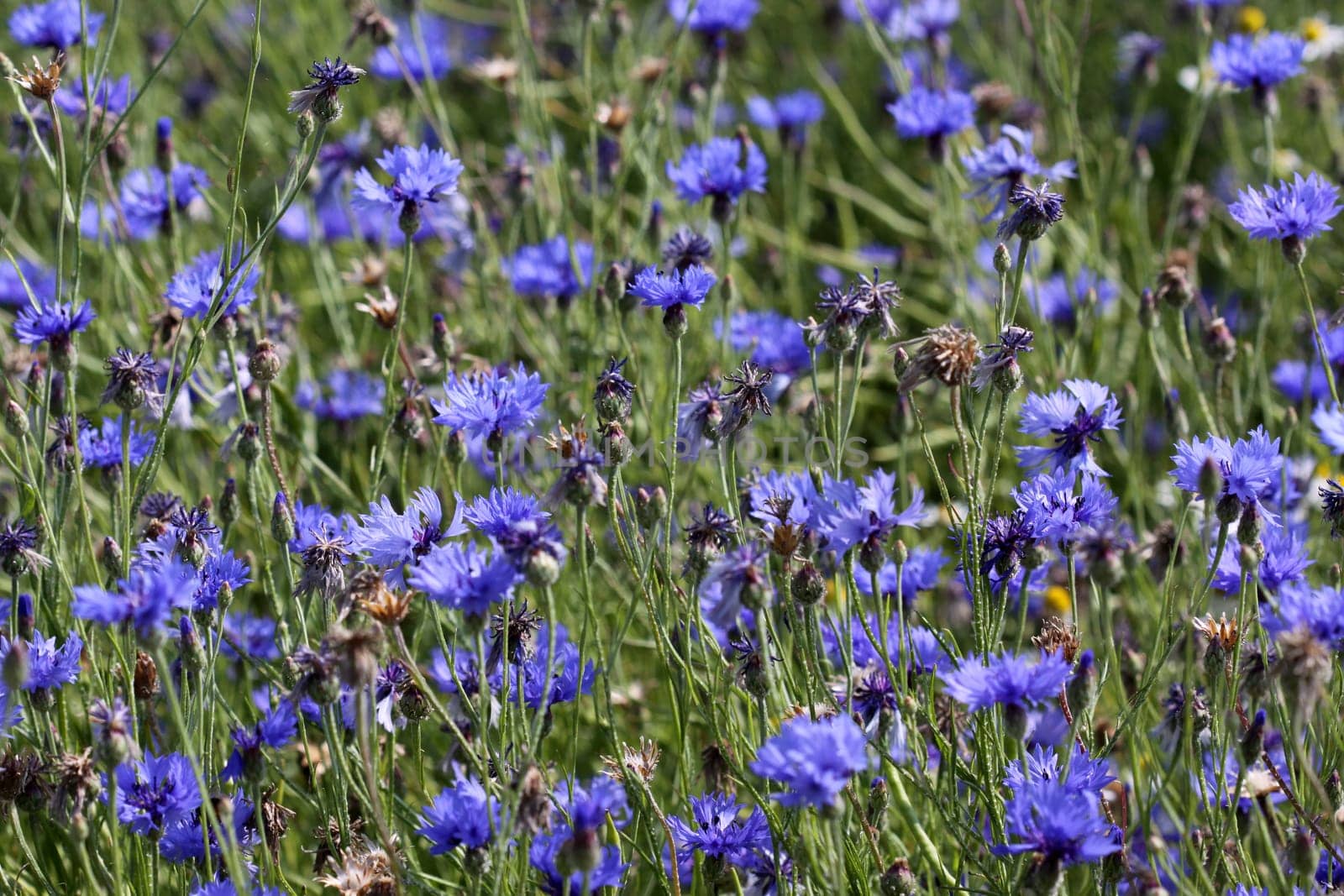 Cornflowers