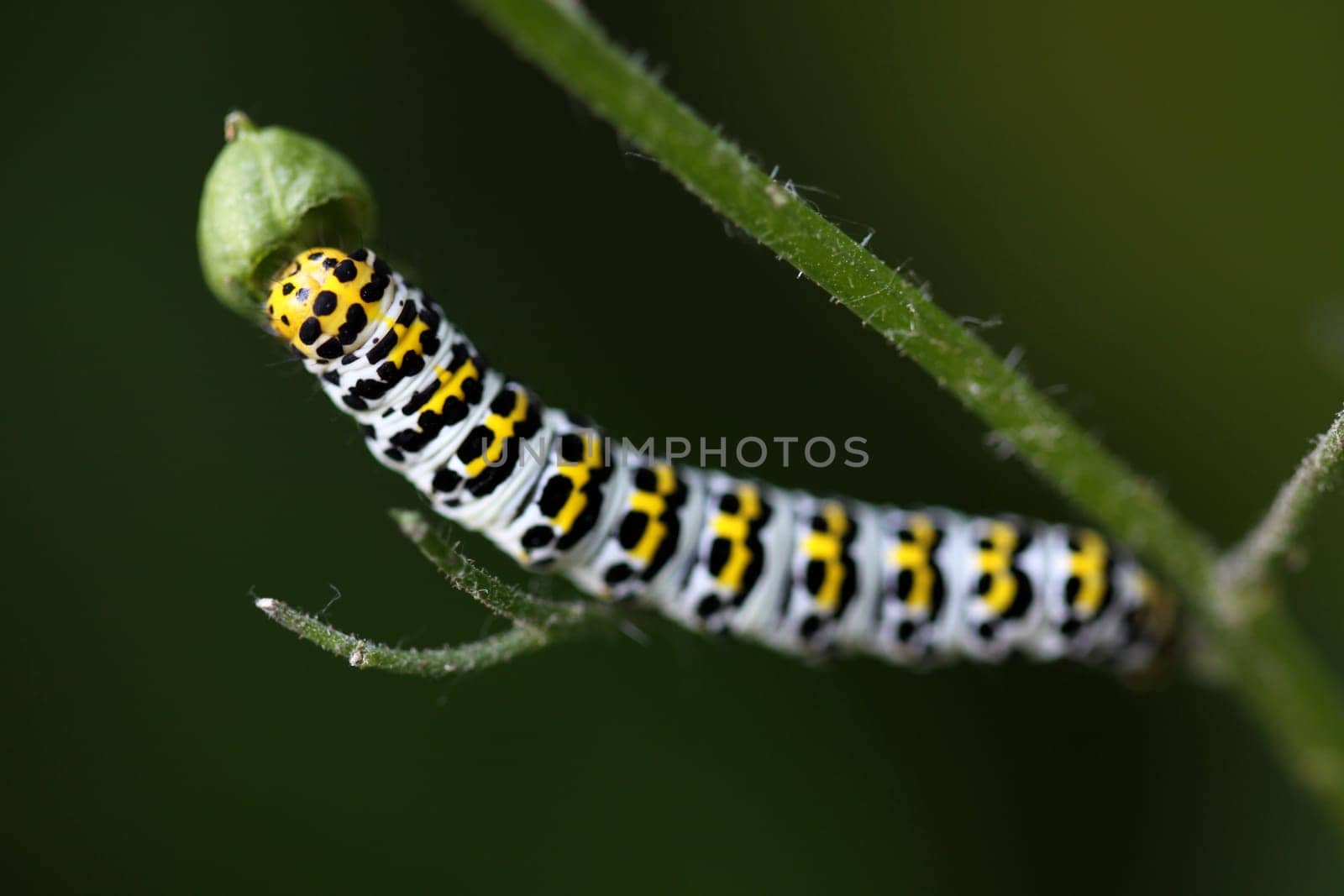 Brownroot monk (caterpillar)