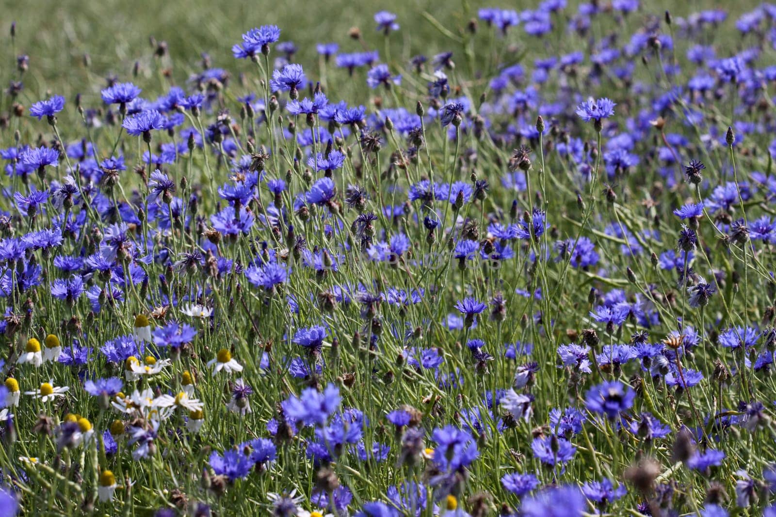 Cornflowers