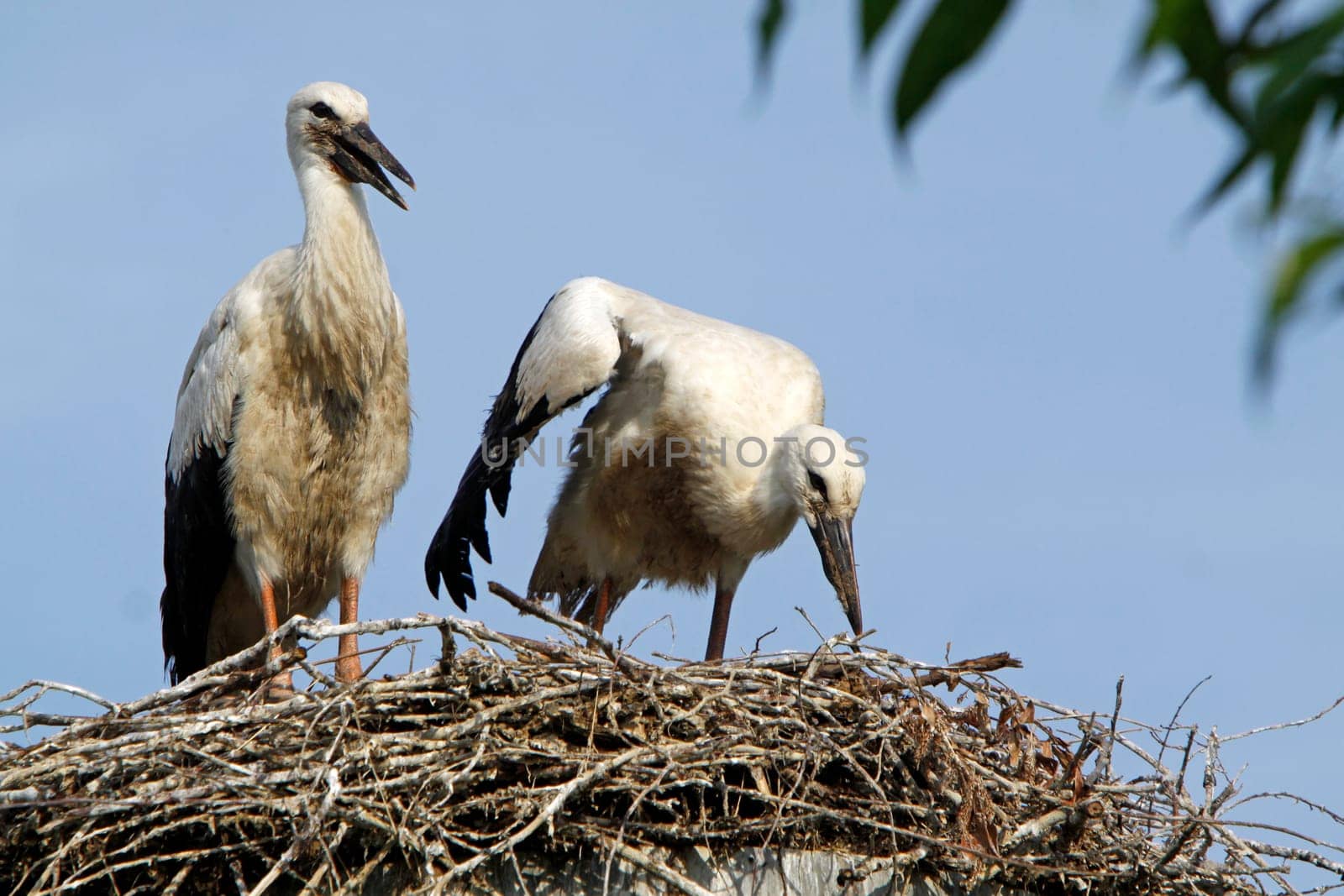 Stork's Nest