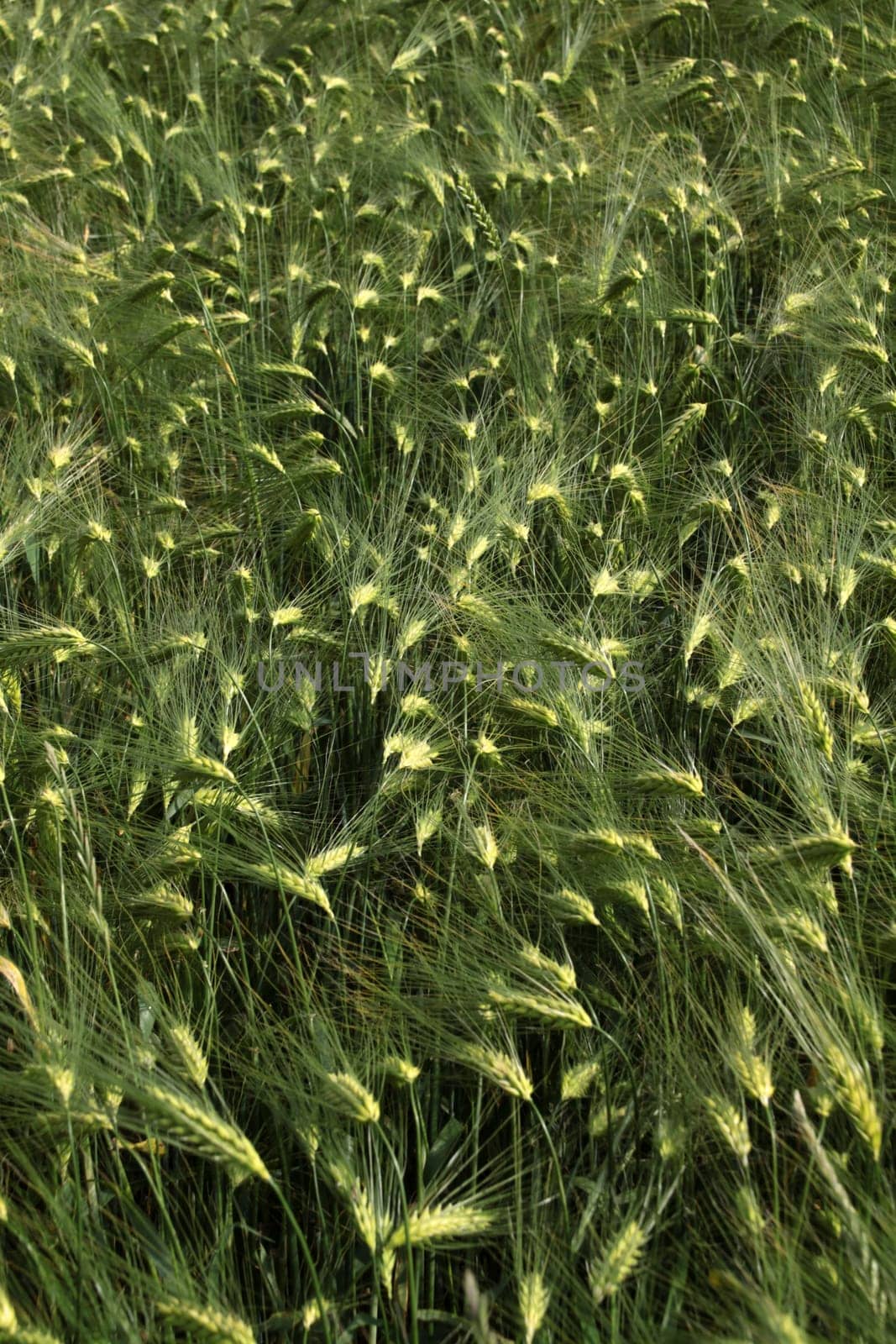 Grain field (barley)