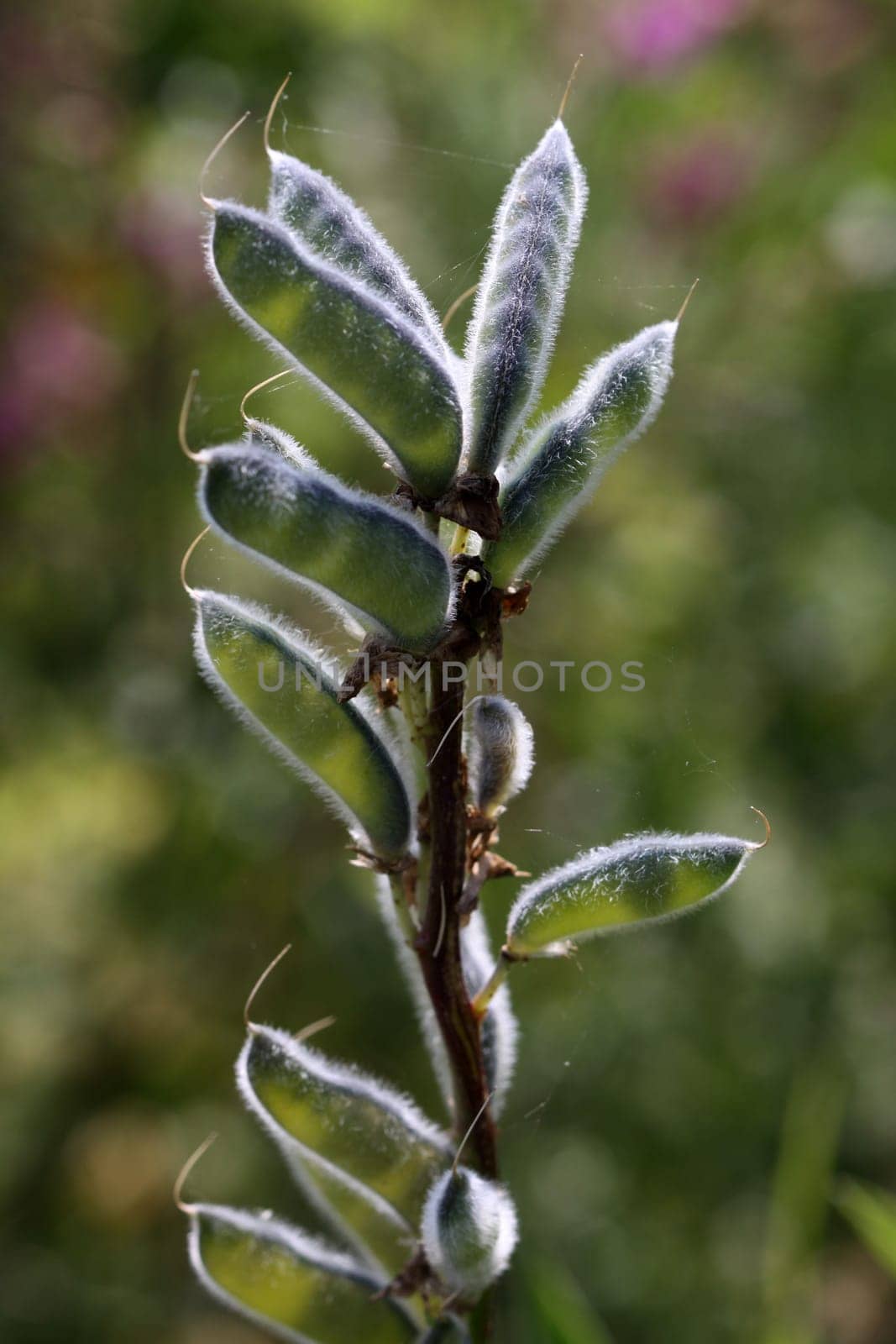Seed status of a lupine