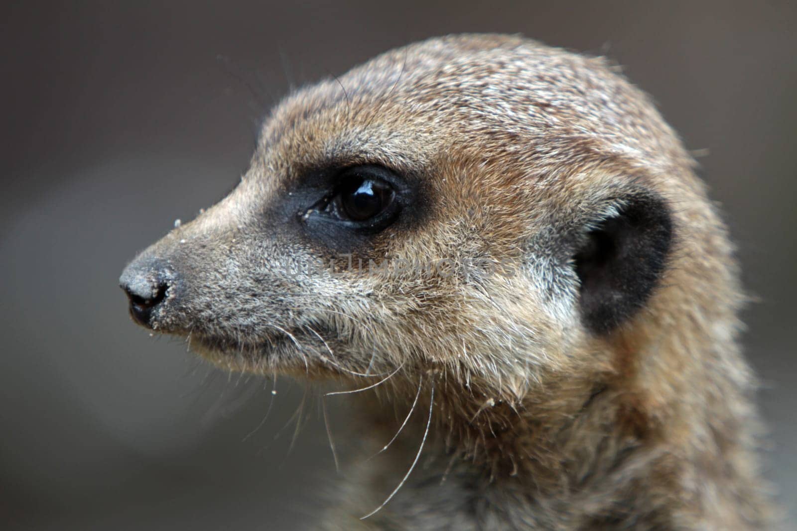 Meerkat