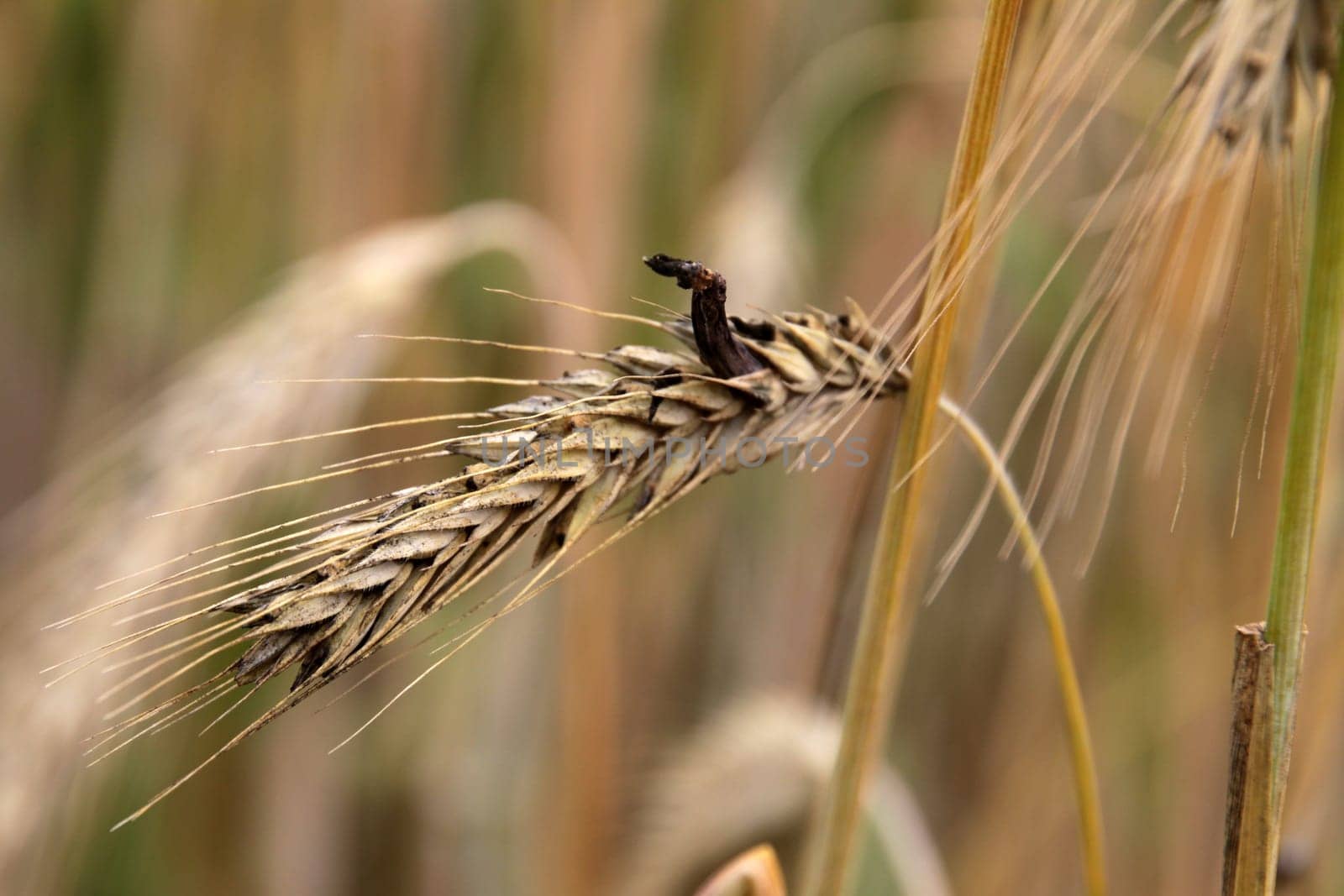 Ergot on rye