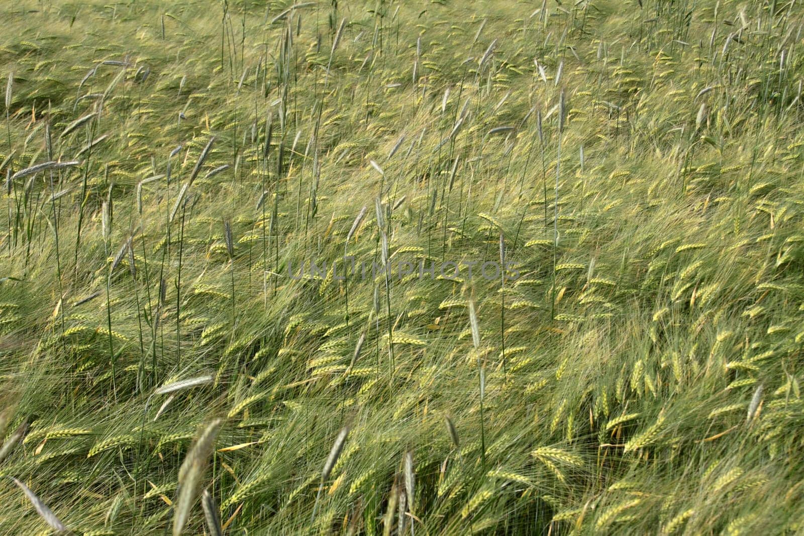 Grain field (barley)