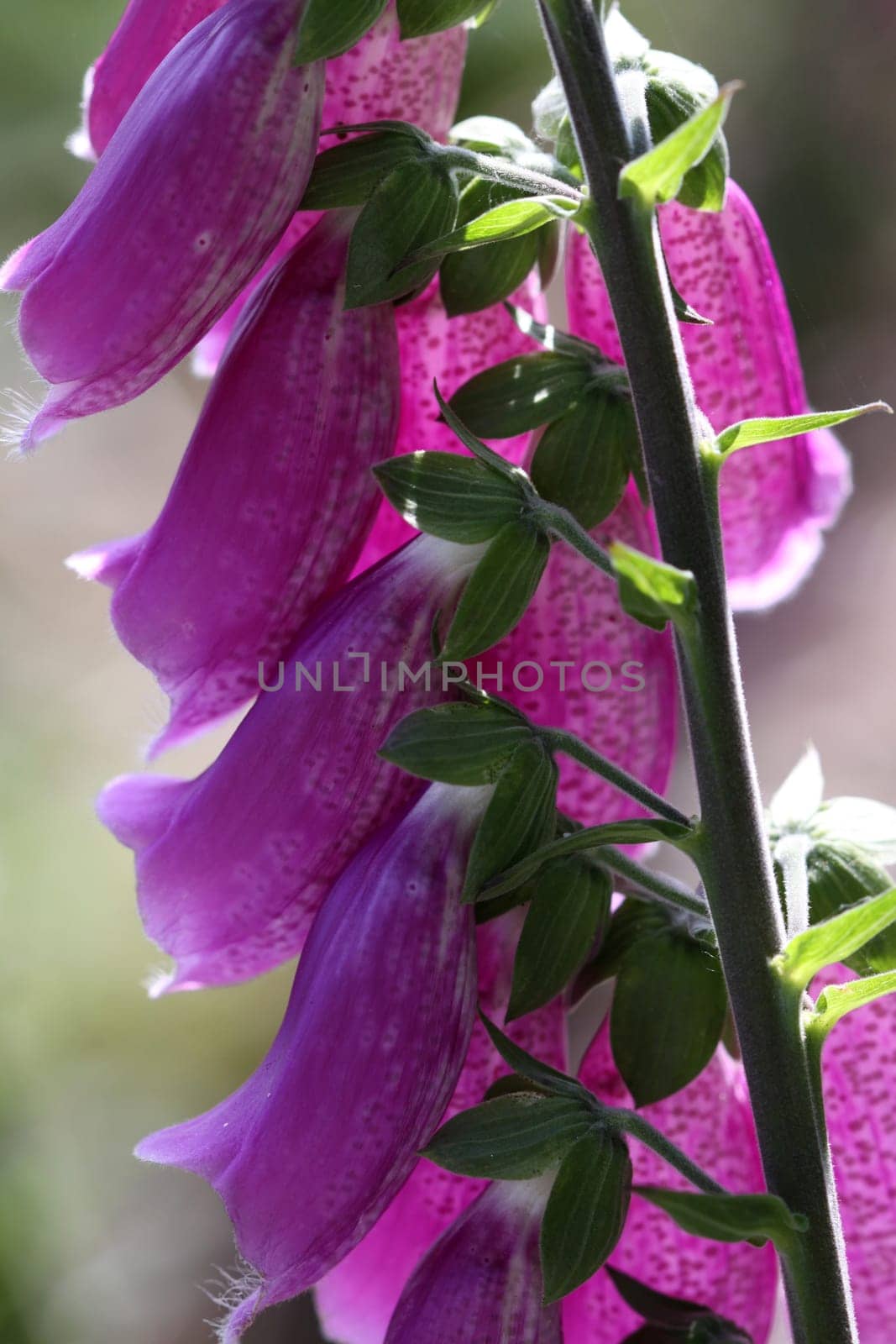 Red foxglove